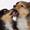 Harmo9´s Sheltie.. Når det er bedst..
