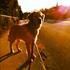 Figo The Force of Nature