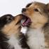 Harmo9´s Sheltie.. Når det er bedst..