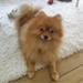 Pomeranian på frederiksberg og omegn?