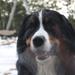 Berner som skibshund :-)