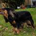 Hunde Legekammerat søges