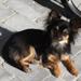 Han-hund navn med A?