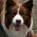 Australian Cattle dog