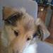 hunde vogne