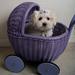Coton de tulear / Malteser