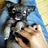 Marie-Louise Zisser K