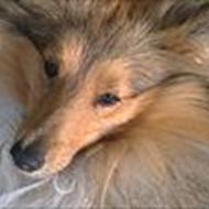 ~*Be my Bobby*~*Søger udfordringer*   