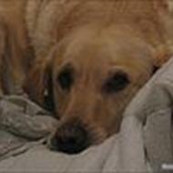 Brugeren bruges ikke mere.