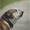 *Kennel Molosshuset *