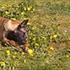 Malinois B