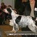 FARVER: Blue roan m. tan vs. Tricolor