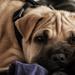 hanhunde sammen.. stort problem