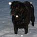 hvalpe foder til labrador retriwer