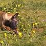 Malinois B