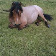 Team Aicha *et venskab der aldrig ender *