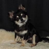 Nicoline og de to hyper hunde<3