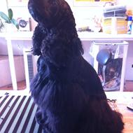 PP hund 