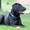 Gitte