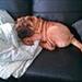 Shar Pei venner i Kolding og omegn