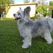 lege dag i søndermarken (valby) for Chinese crested-powder puff 