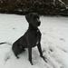 Parvovirus - rigtig behandling?