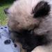 Canine papilloma virus  - hvide knopper i munden