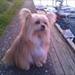 Ny hund