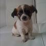 lotte  n