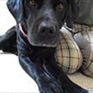 the vegan way of life [øjestenen]  