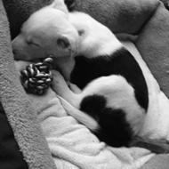 Stella og Bella <3