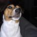 Hundefoder?