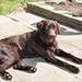 Problemer med labrador efter flytning