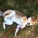 Shiba til salg på marked på hundegalleri
