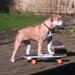 Fordele og ulemper ved at have mere end en hund!