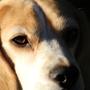 Ophelia - The Beagle