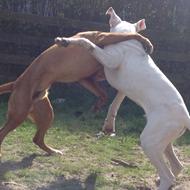 Sif & shad H