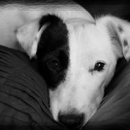 Christina Dommerborg