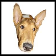 Susanne "med 3 killinger"