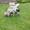 Dog World