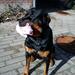 Rottweiler aggresiv?