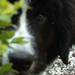 Brit Care hundefoder - nogen som har erfaring???