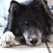 Hund m. stamtavle for et andet land ?