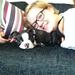 Boston terrier