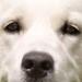 Hundefotograf