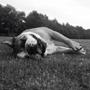 Cecilie C
