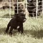 Matt'Fie # Staffordshire Bull Terrie ; )