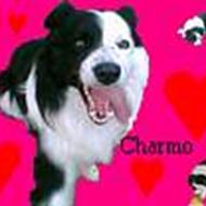 >> Line & Charmo P