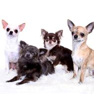 Mighty Heart Chihuahuas