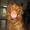 Murphy dog (:  !